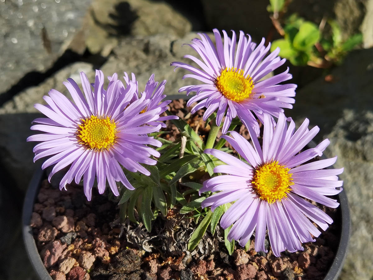 Aster alpinus